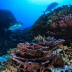 Coral Reef: The Insurance Reporter.