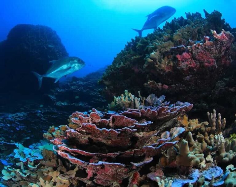 Coral Reef: The Insurance Reporter.