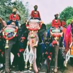 The Elephants Mysuru Has Insured for Years — But Not This Dasara